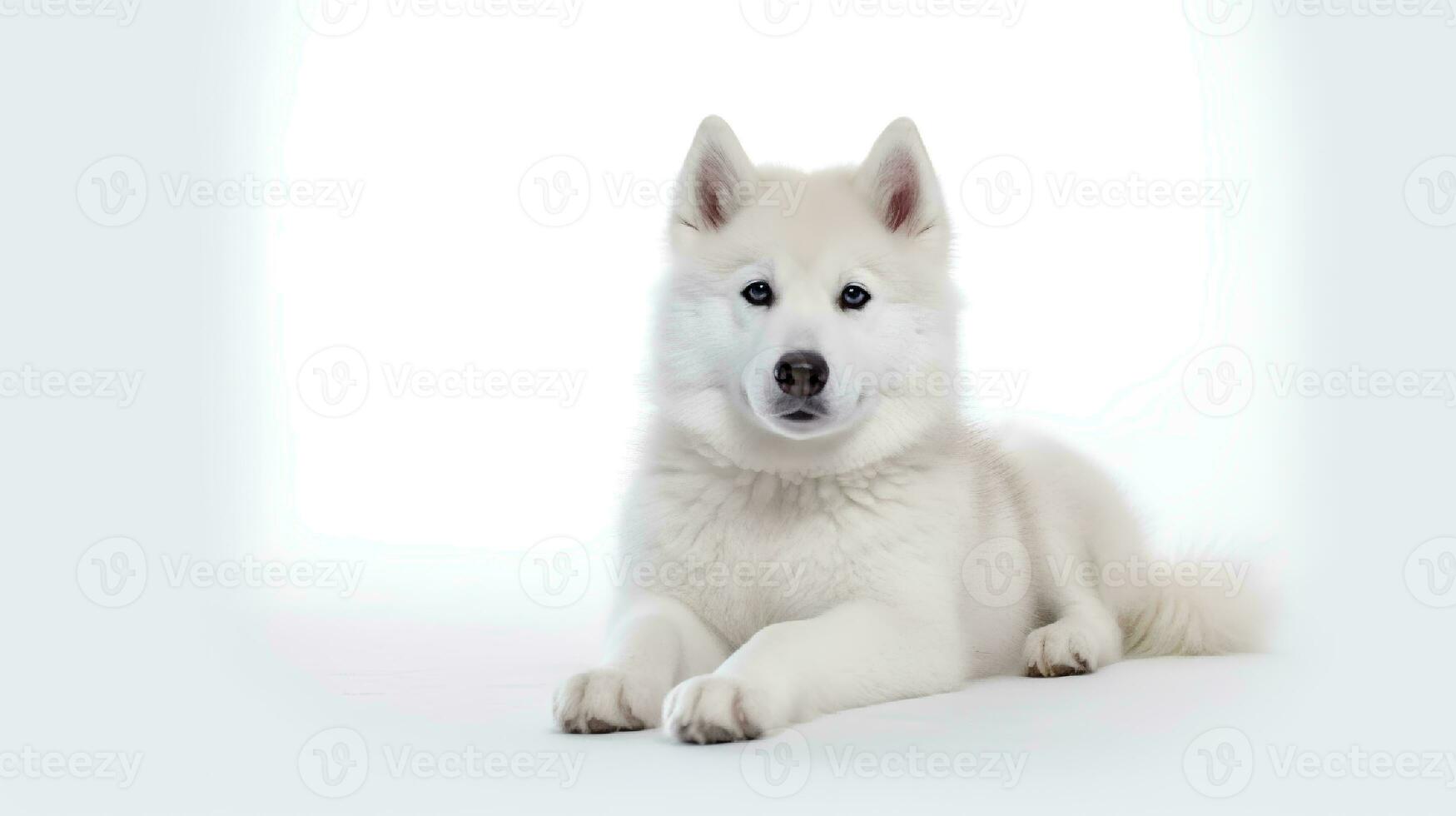 Photo of a siberian husky on white background. Generative AI