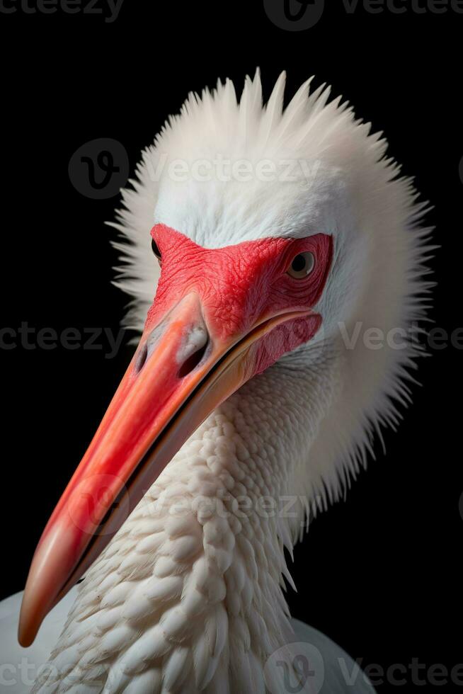 Close up photo of African Spoonbill on black background. Generative AI