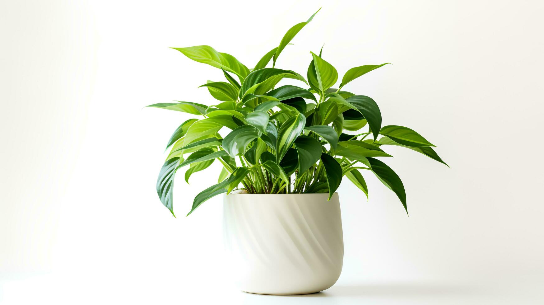 Photo of ornamental plants in minimalist pot as houseplant for home decoration isolated on white background. Generative AI