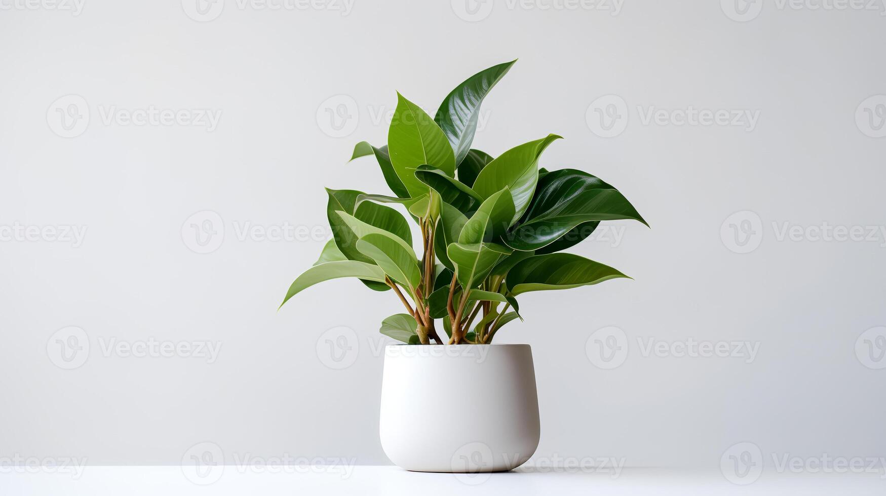 Photo of anubiasin minimalist pot as houseplant for home decoration isolated on white background.