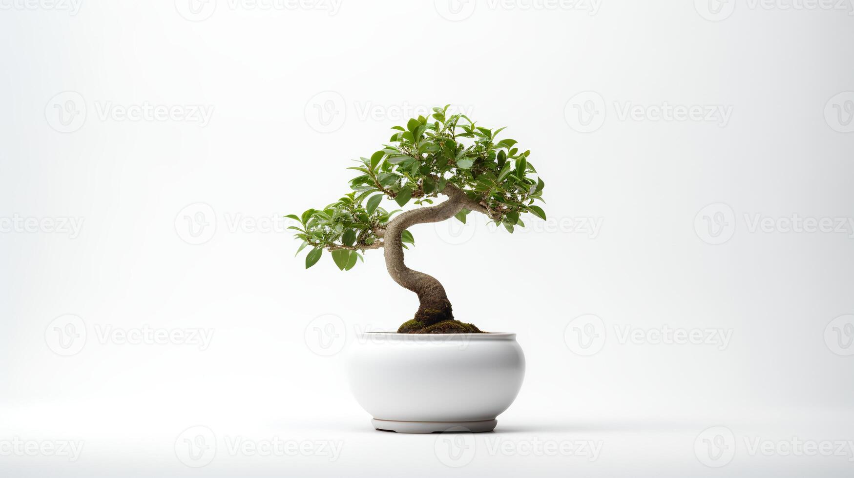 Photo of bonsai in minimalist pot as houseplant for home decoration isolated on white background.