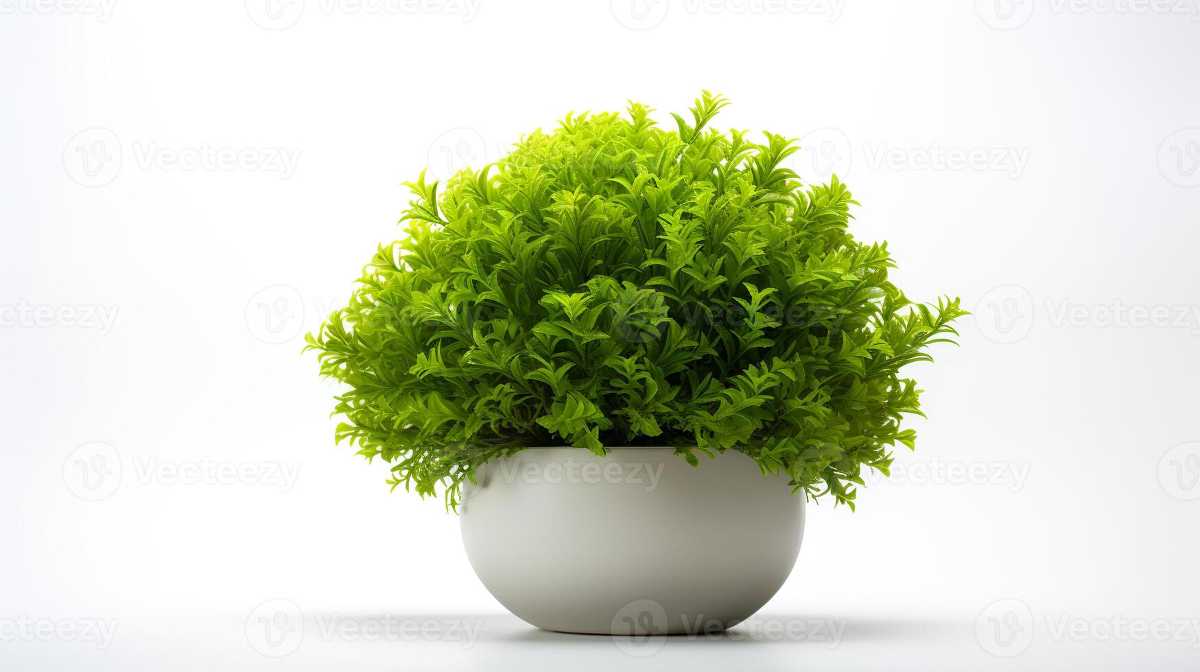 Photo of Java Moss in minimalist pot as houseplant for home decoration isolated on white background.