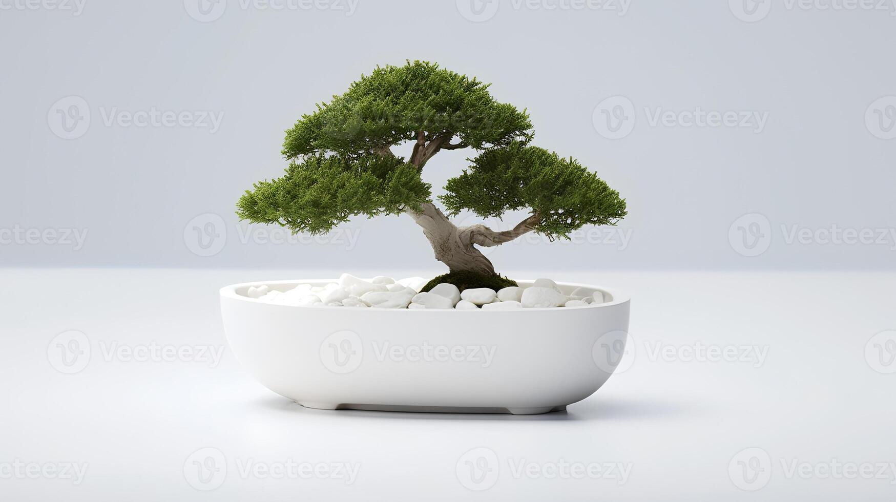 Photo of bonsai in minimalist pot as houseplant for home decoration isolated on white background.