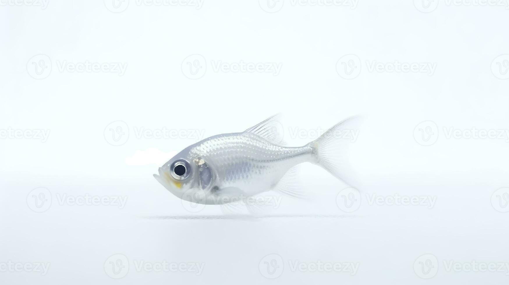 Photo of a tetra fish on white background. Generative AI