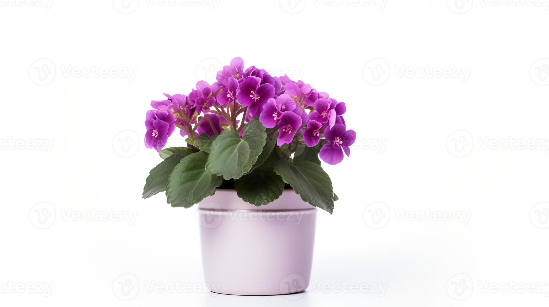 Photo of Saintpaulia in minimalist pot as houseplant for home decoration isolated on white background. Generative AI