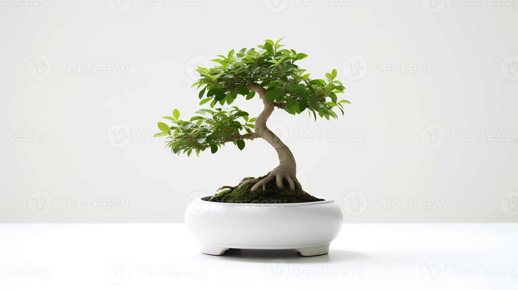 Photo of bonsai in minimalist pot as houseplant for home decoration isolated on white background.