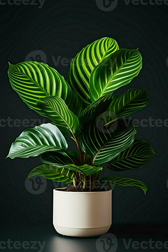 foto de calathea orbifolia en minimalista maceta como planta de casa para hogar decoración aislado en negro antecedentes. generativo ai