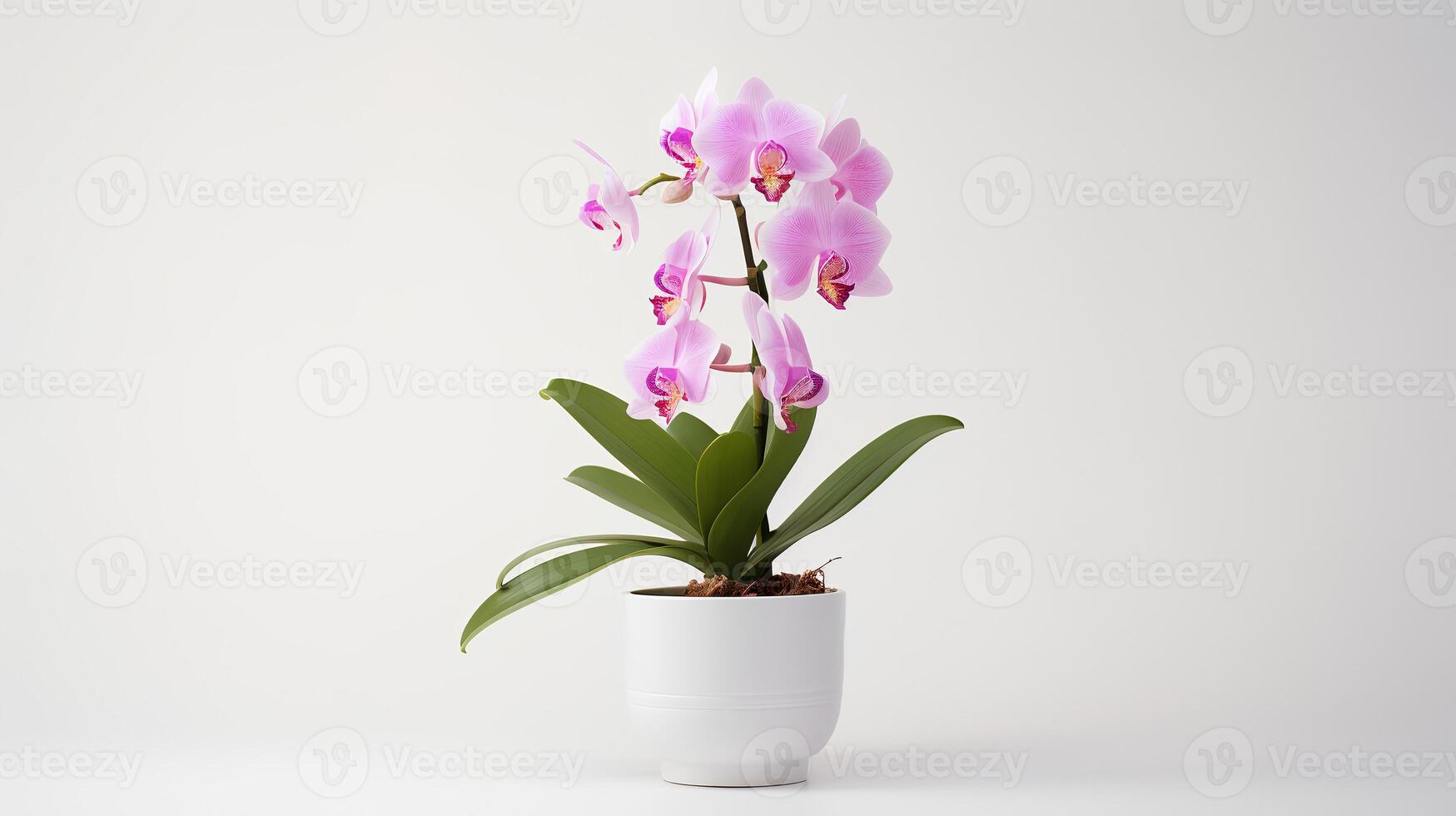 Photo of Cattleya in minimalist pot as houseplant for home decoration isolated on white background. Generative AI