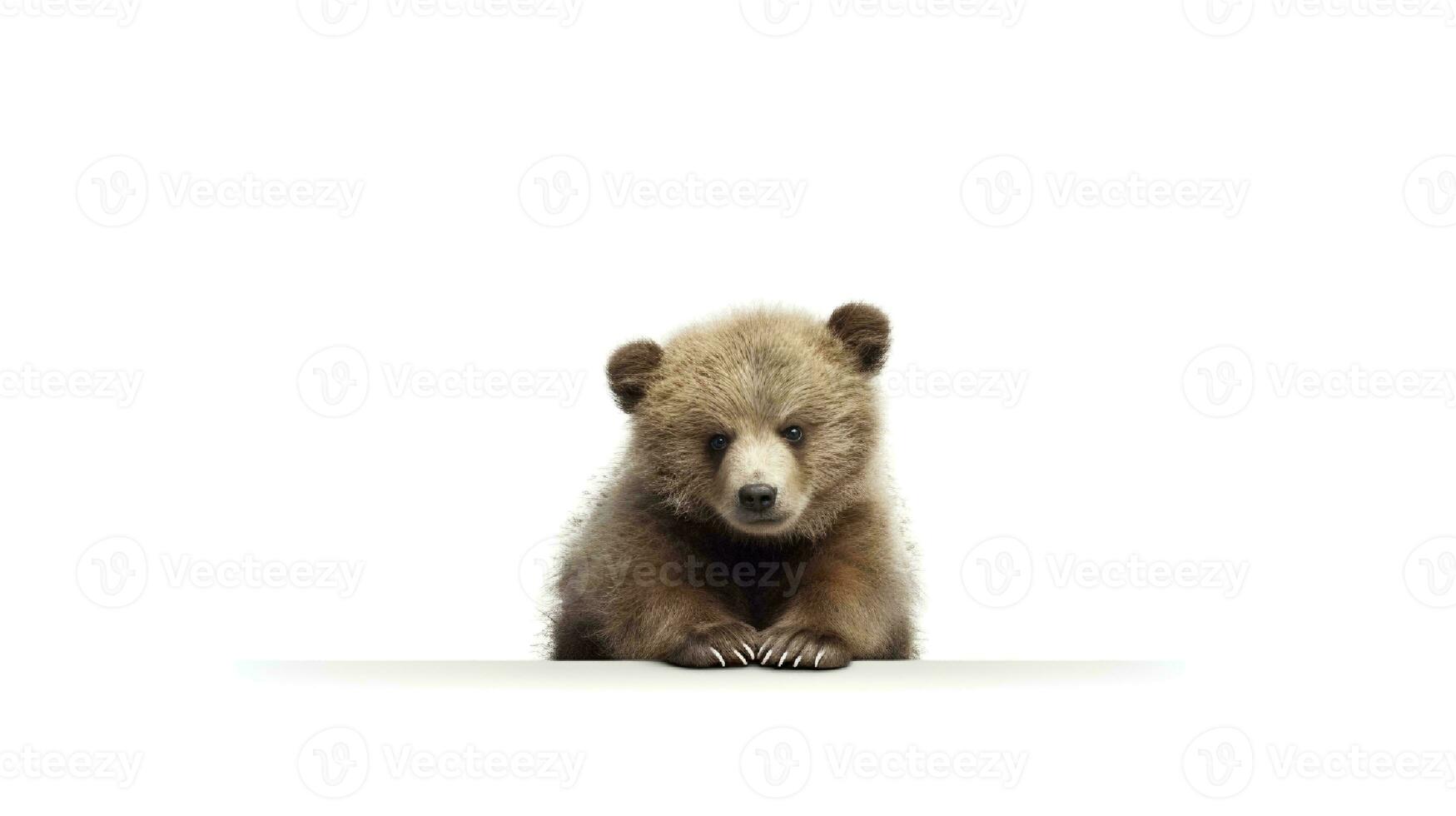 Photo of a american bear on white background. Generative AI