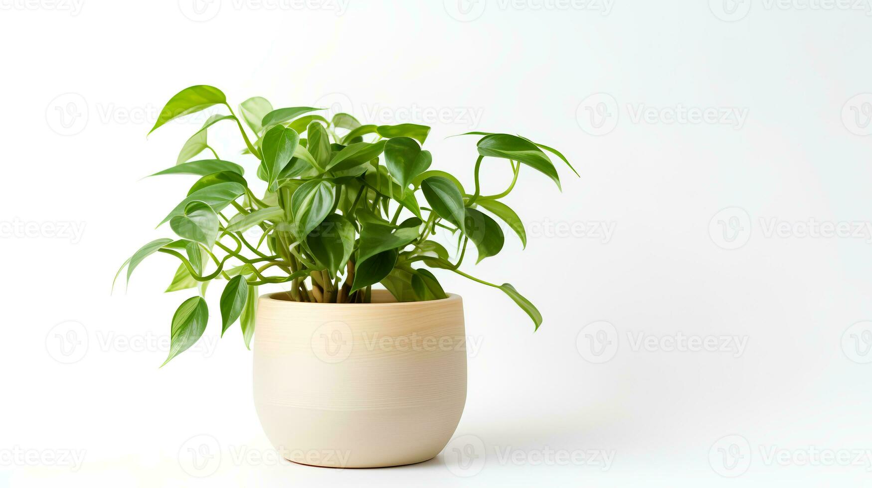Photo of Epipremnum aureum in minimalist pot as houseplant for home decoration isolated on white background. Generative AI