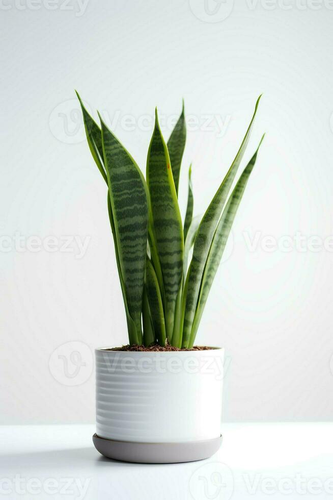 Photo of ornamental plant in minimalist pot as houseplant for home decoration isolated on white background. Generative AI