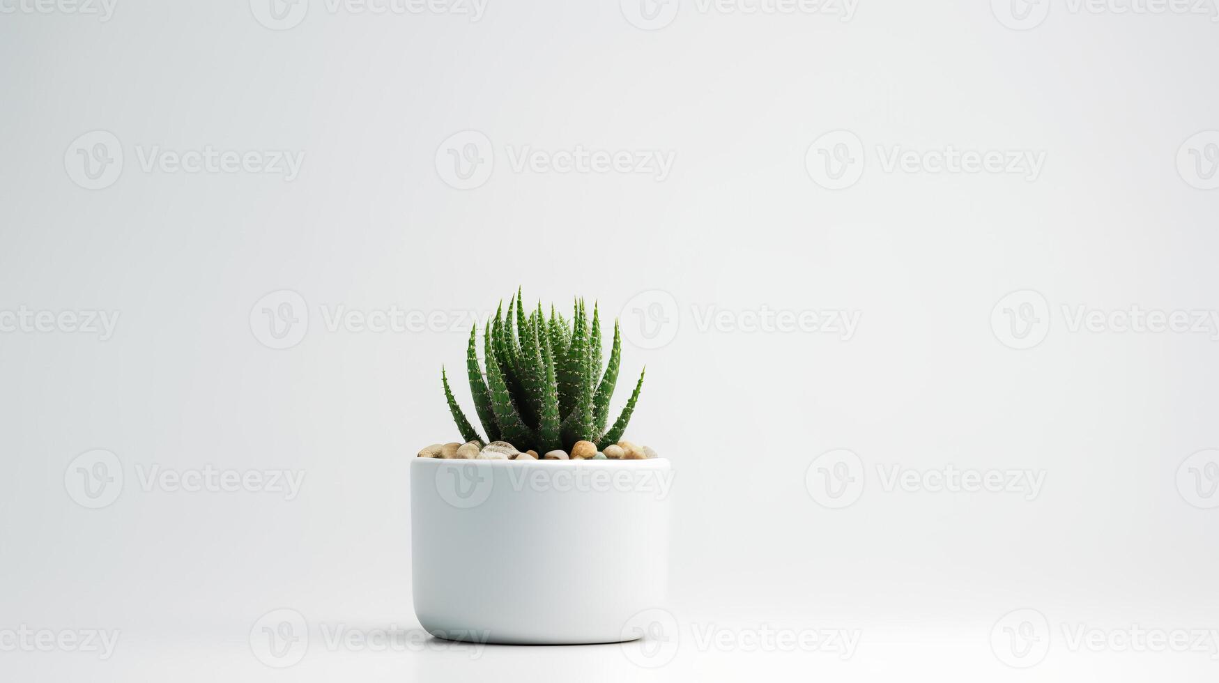 Photo of cactus in minimalist pot as houseplant for home decoration isolated on white background.