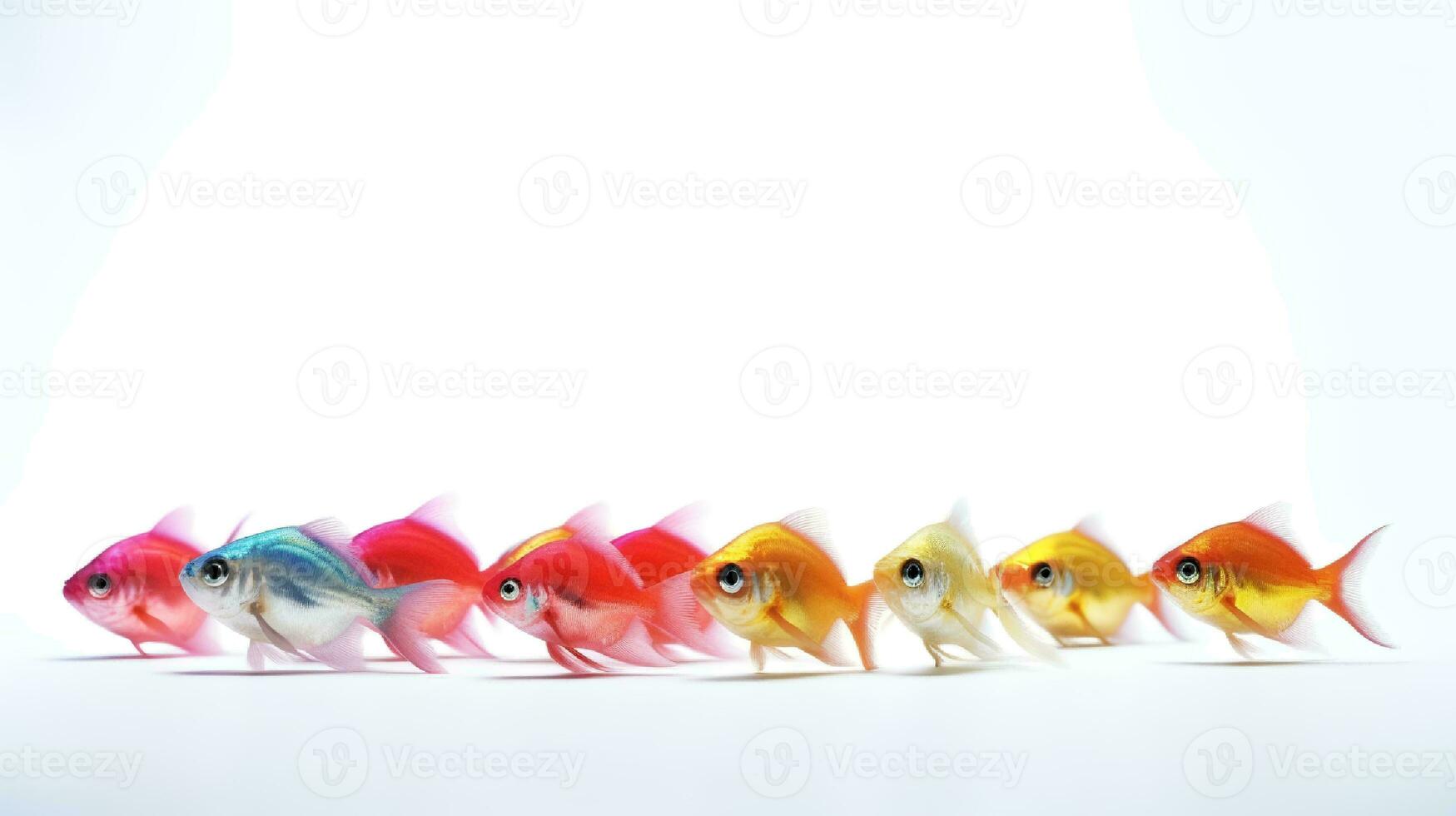 Photo of a neon tetras fish on white background