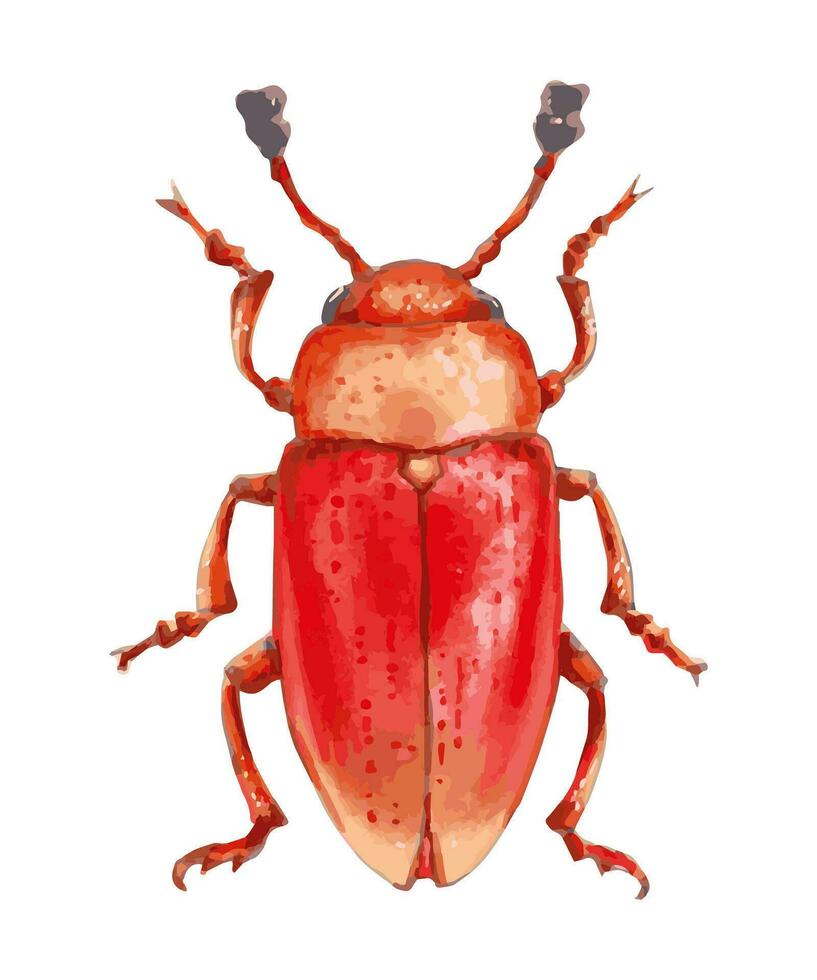 Fungal beetle. Orange insect with a glossy surface. Oval body, long antennae. Hand drawn illustration. vector