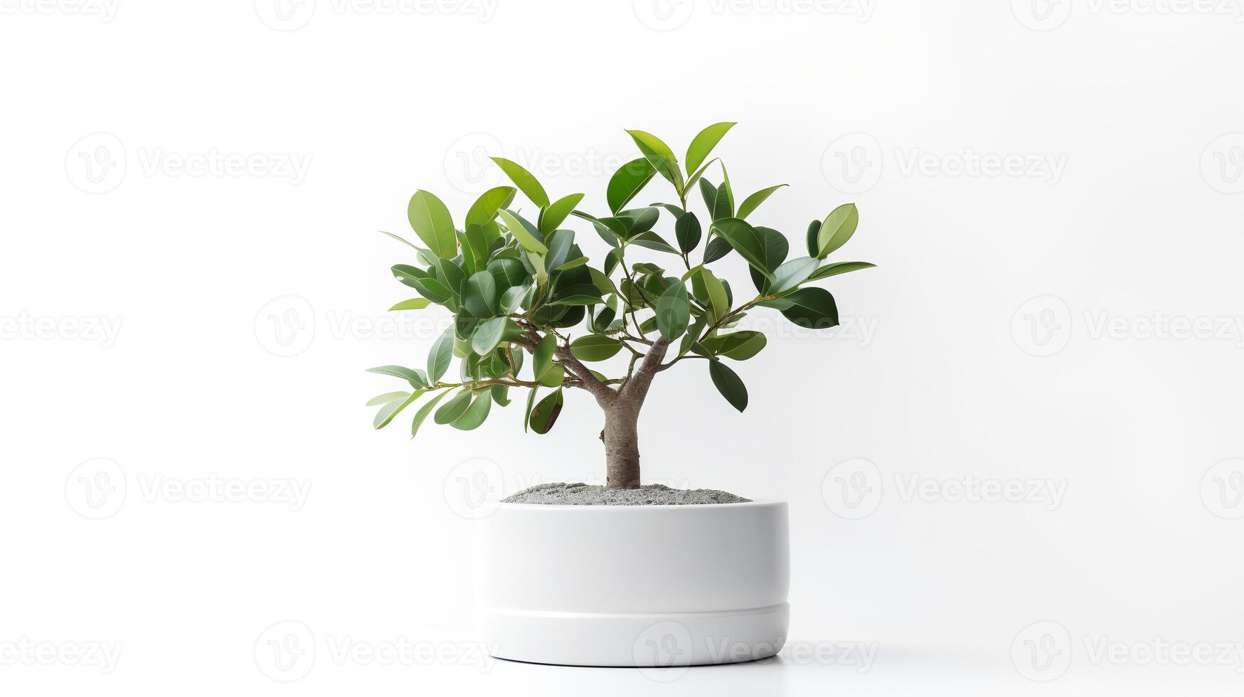 Photo of banyan in minimalist pot as houseplant for home decoration isolated on white background.