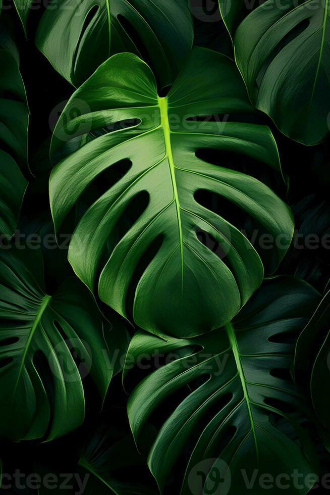 Photo of close-up monstera leafs on black background. Generative AI