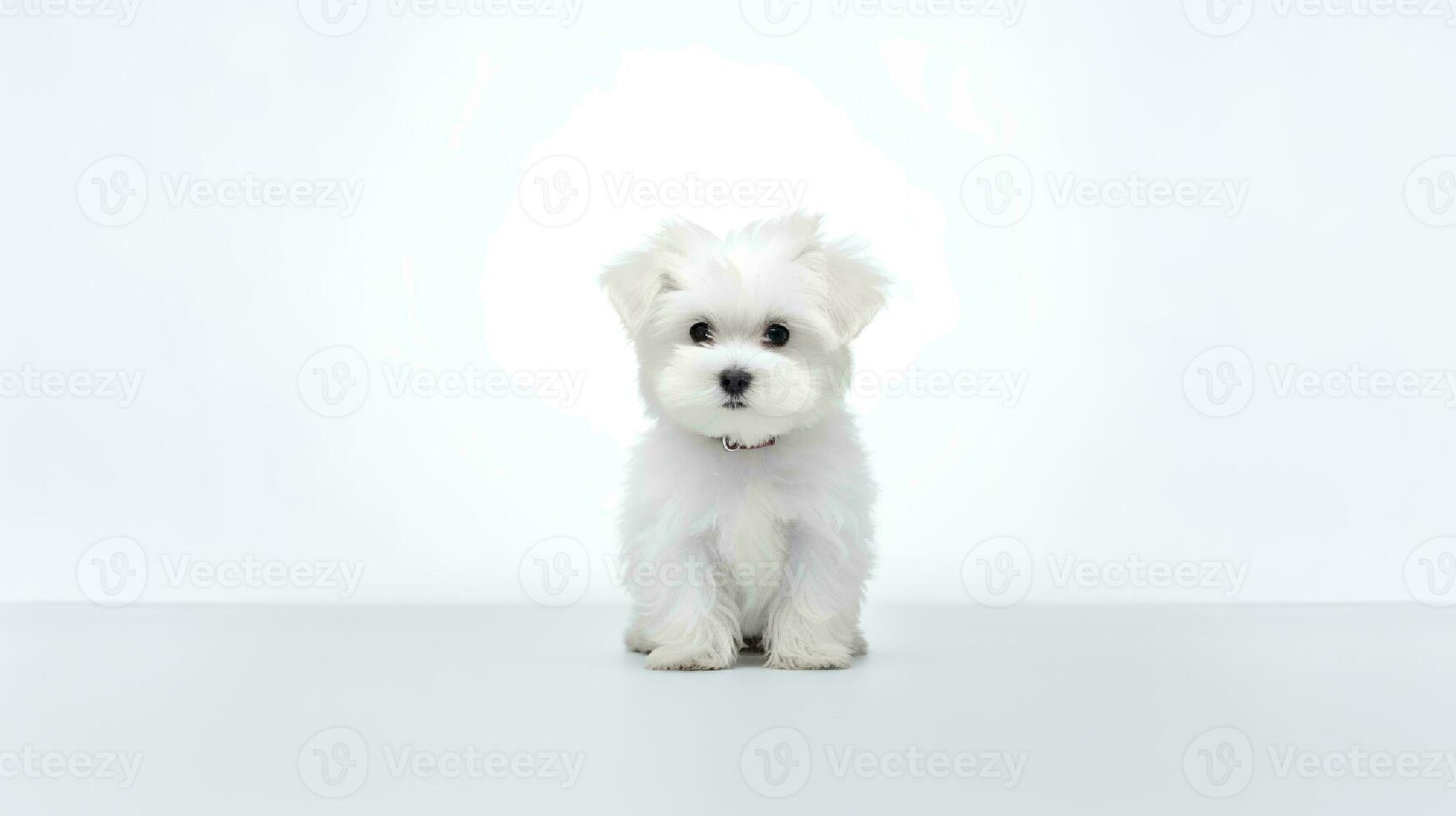 Photo of a maltese on white background