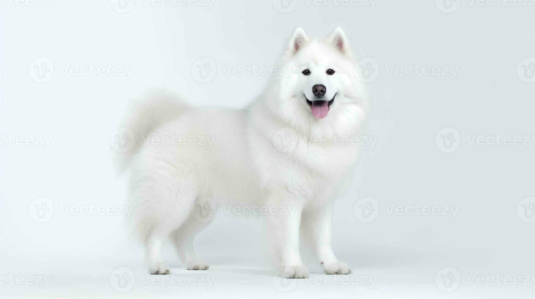 Photo of a samoyed on white background. Generative AI