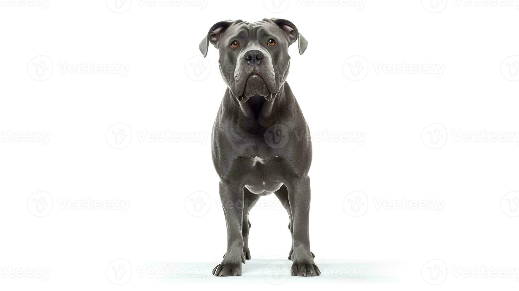 Photo of a cane corso on white background. Generative AI