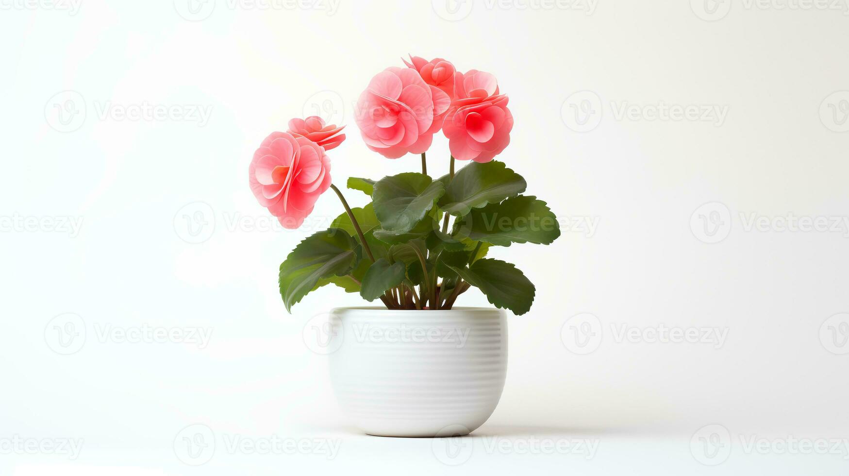 Photo of Begonia in minimalist pot as houseplant for home decoration isolated on white background. Generative AI