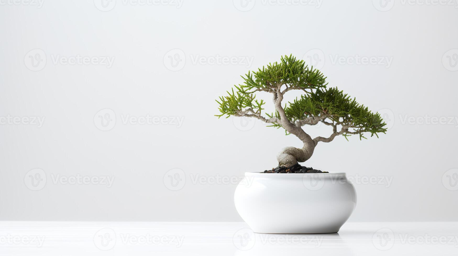 Photo of bonsai in minimalist pot as houseplant for home decoration isolated on white background.