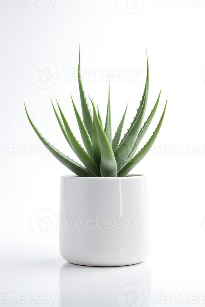 Photo of aloe vera in minimalist pot as houseplant for home decoration isolated on white background. Generative AI