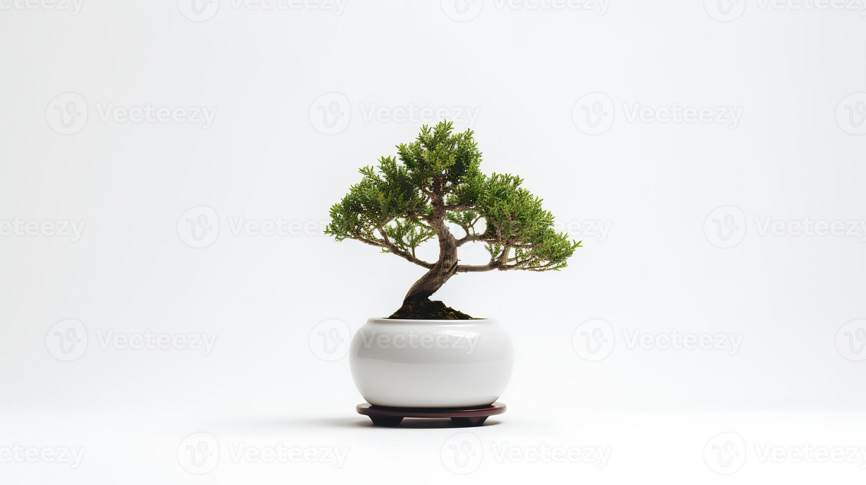 Photo of bonsai in minimalist pot as houseplant for home decoration isolated on white background.