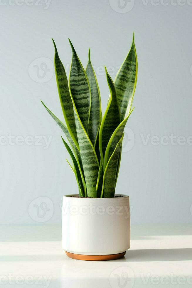 Photo of ornamental plant in minimalist pot as houseplant for home decoration isolated on white background. Generative AI