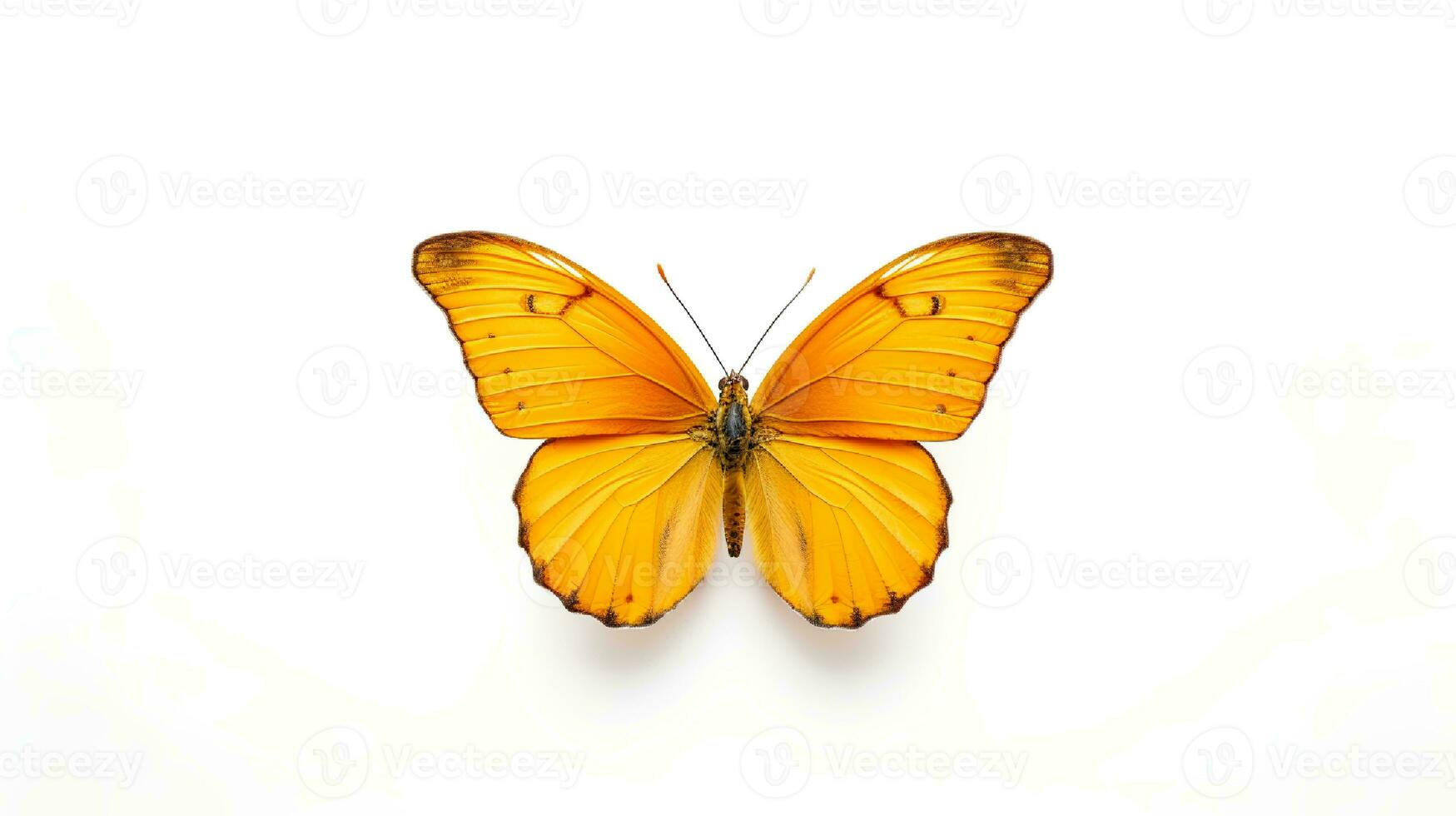 Photo of a julia butterly on white background. Generative AI