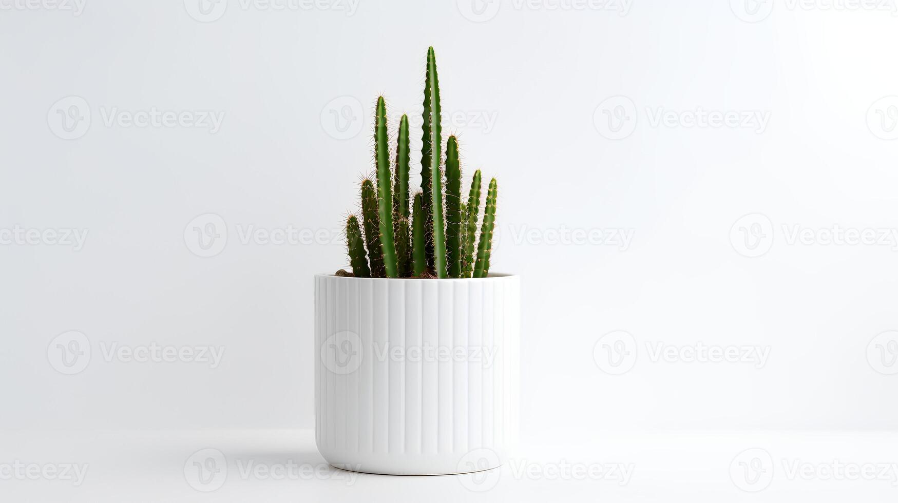Photo of Organ pipe cactus in minimalist pot as houseplant for home decoration isolated on white background.