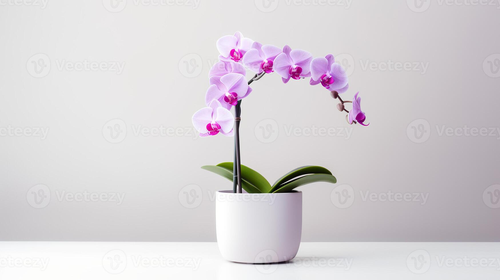 Photo of orchid in minimalist pot as houseplant for home decoration isolated on white background. Generative AI