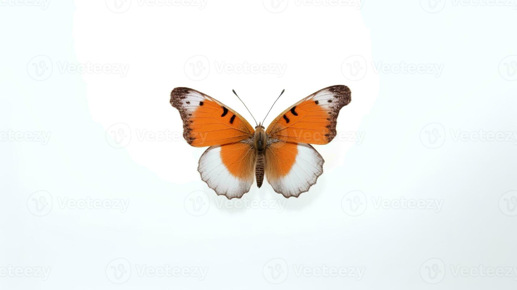 Photo of a butterfly on white background. Generative AI