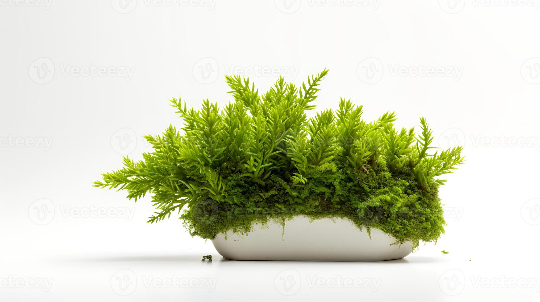 Photo of Java Moss in minimalist pot as houseplant for home decoration isolated on white background. Generative AI