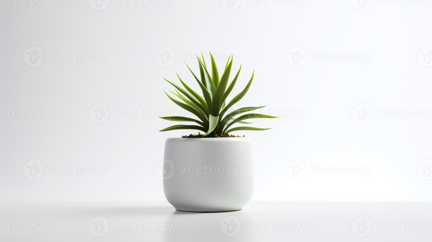 Photo houseplant in minimalist pot for home decoration.