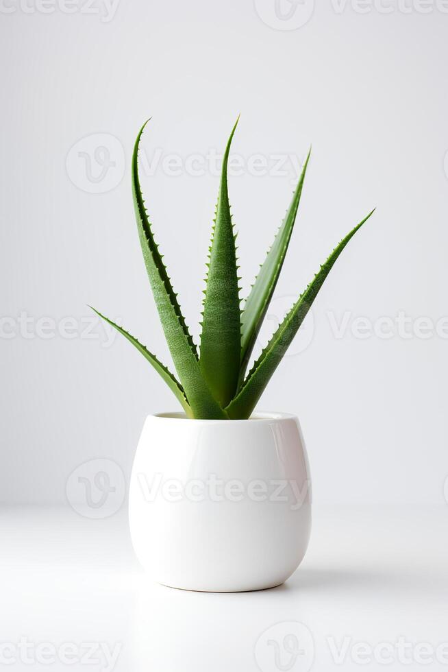 Photo of aloe vera in minimalist pot as houseplant for home decoration isolated on white background. Generative AI