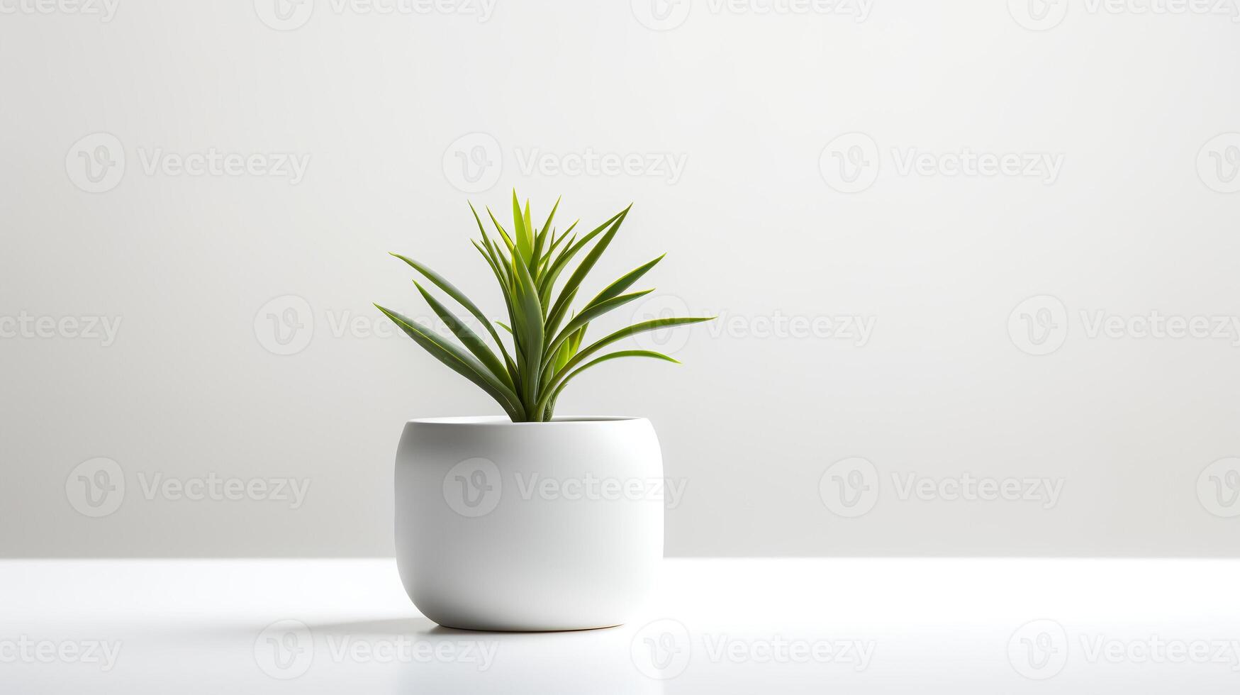 Photo houseplant in minimalist pot for home decoration.