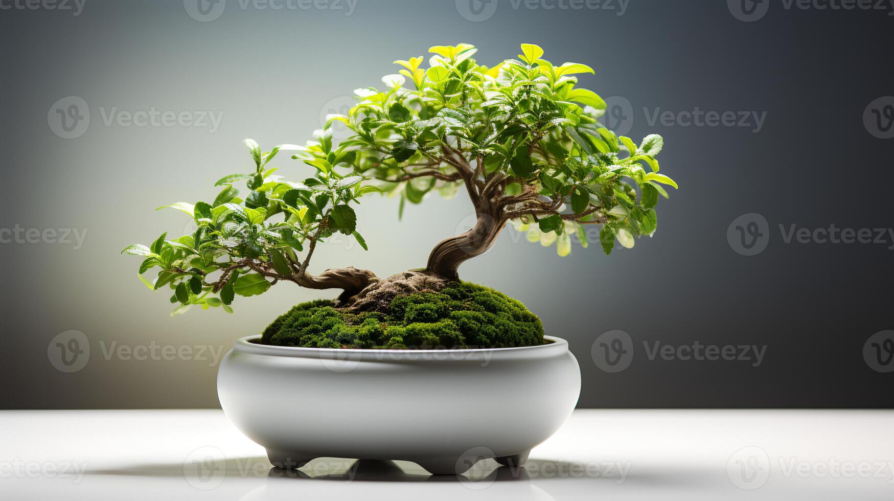 Photo of bonsai in minimalist pot as houseplant for home decoration isolated on blurry background.