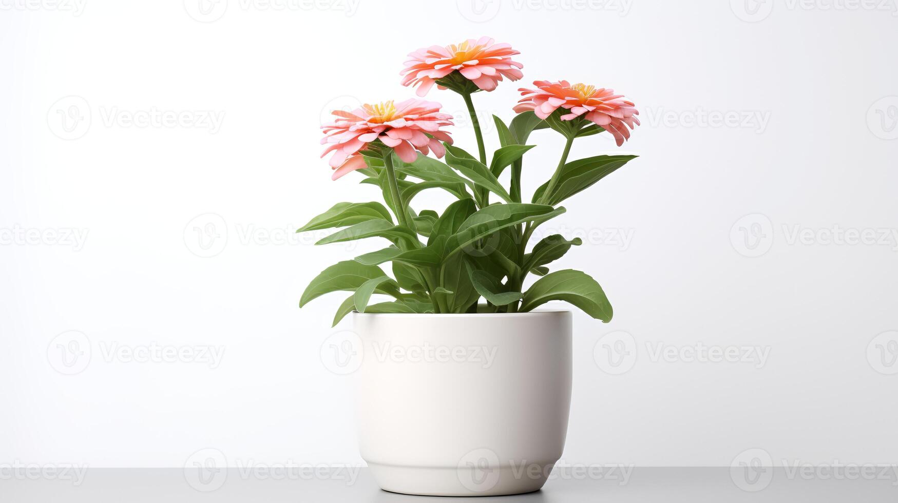 Photo of Zinnia in minimalist pot as houseplant for home decoration isolated on white background. Generative AI