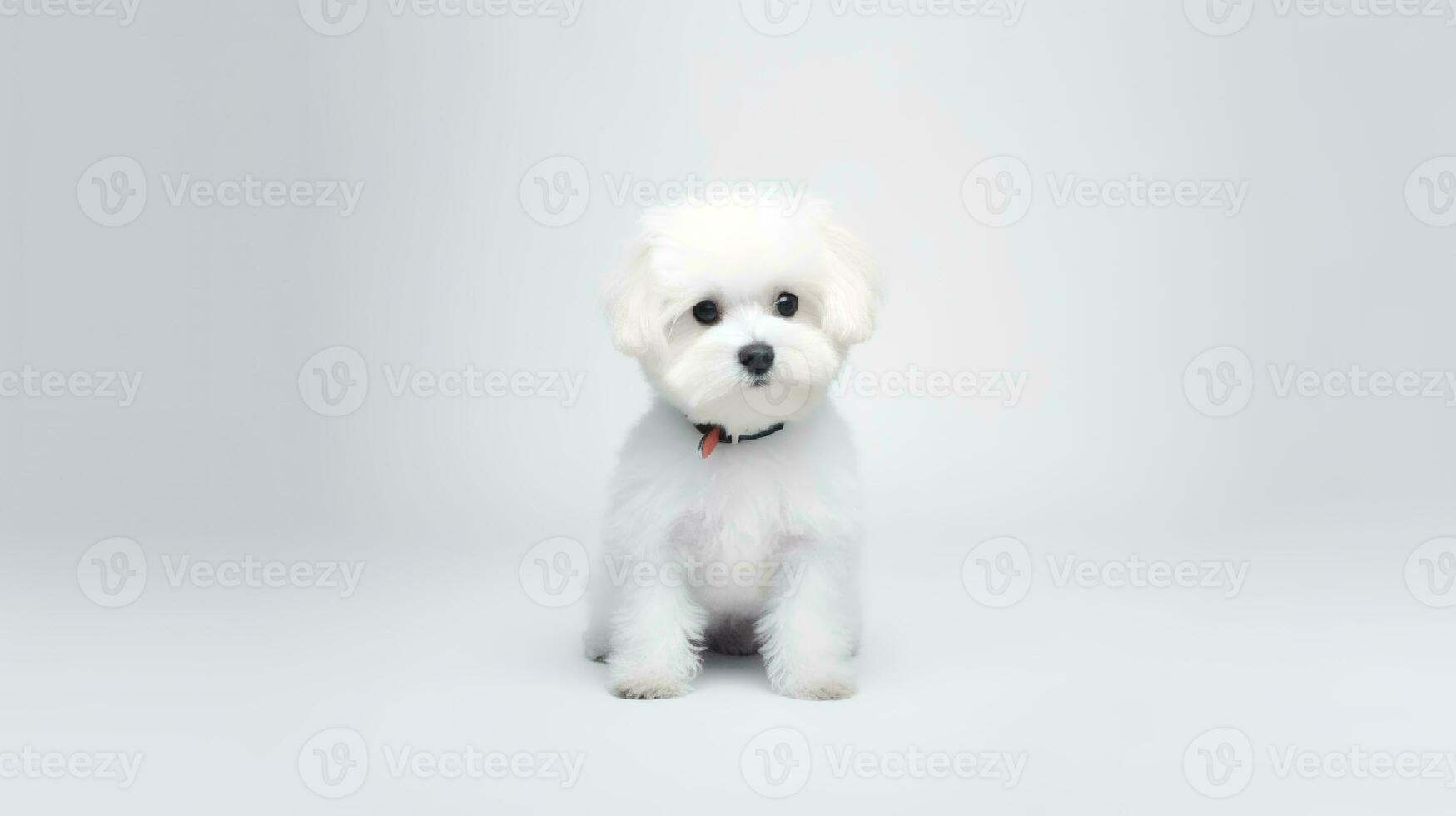 Photo of a Bichon Fise dog on white background. Generative AI