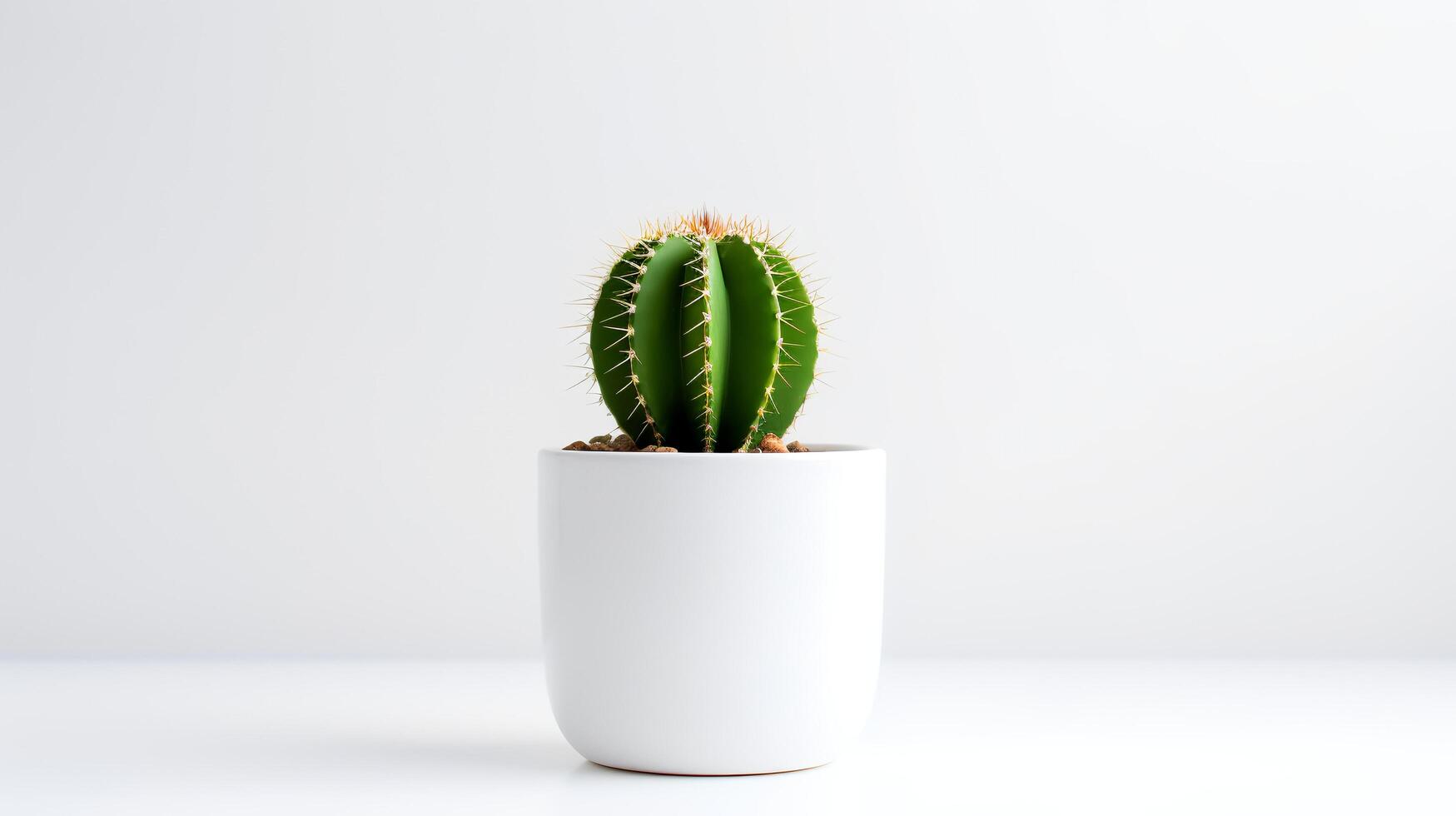 Photo of cactus in minimalist pot as houseplant for home decoration isolated on white background.