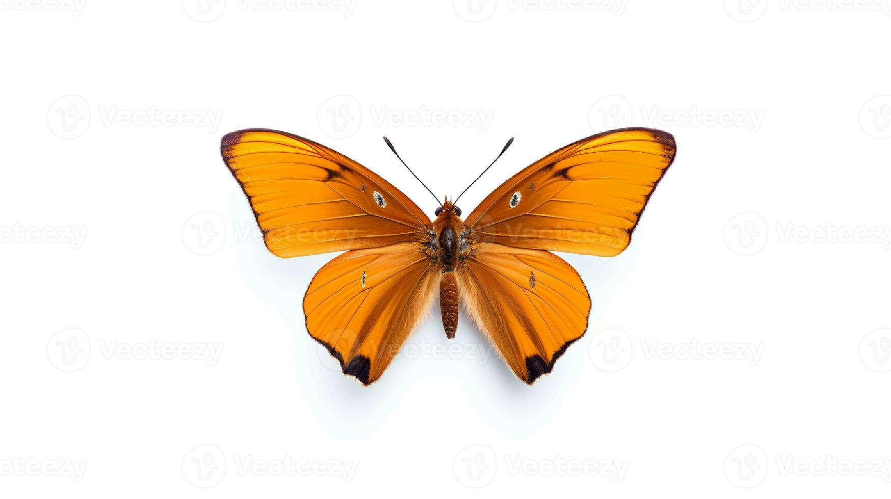 Photo of a julia butterly on white background. Generative AI