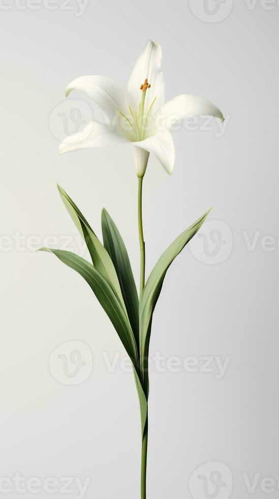 Photo of one stalk of lily flower isolated on white background. Generative AI