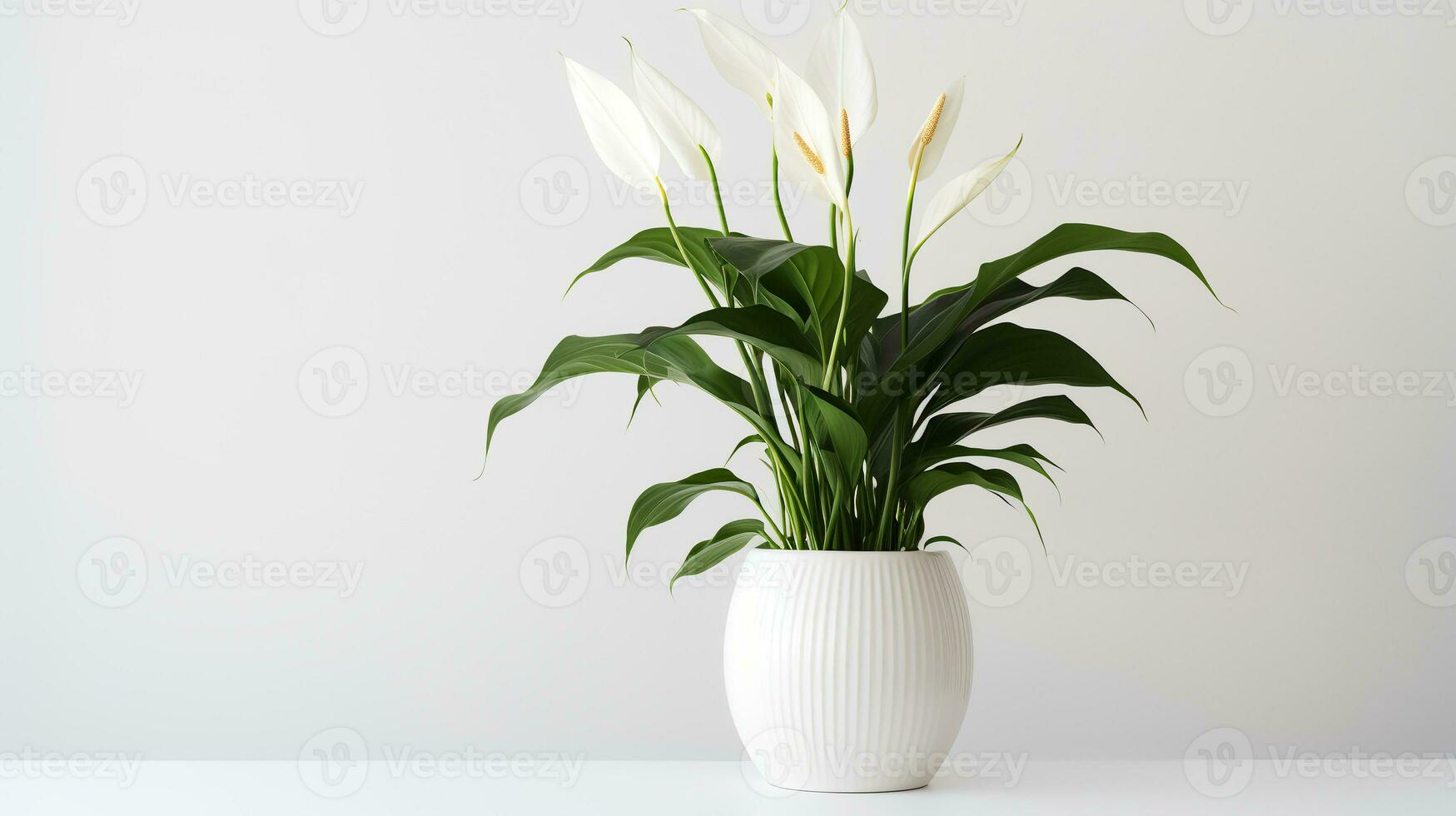 Photo of Peace Lily in minimalist pot as houseplant for home decoration isolated on white background. Generative AI