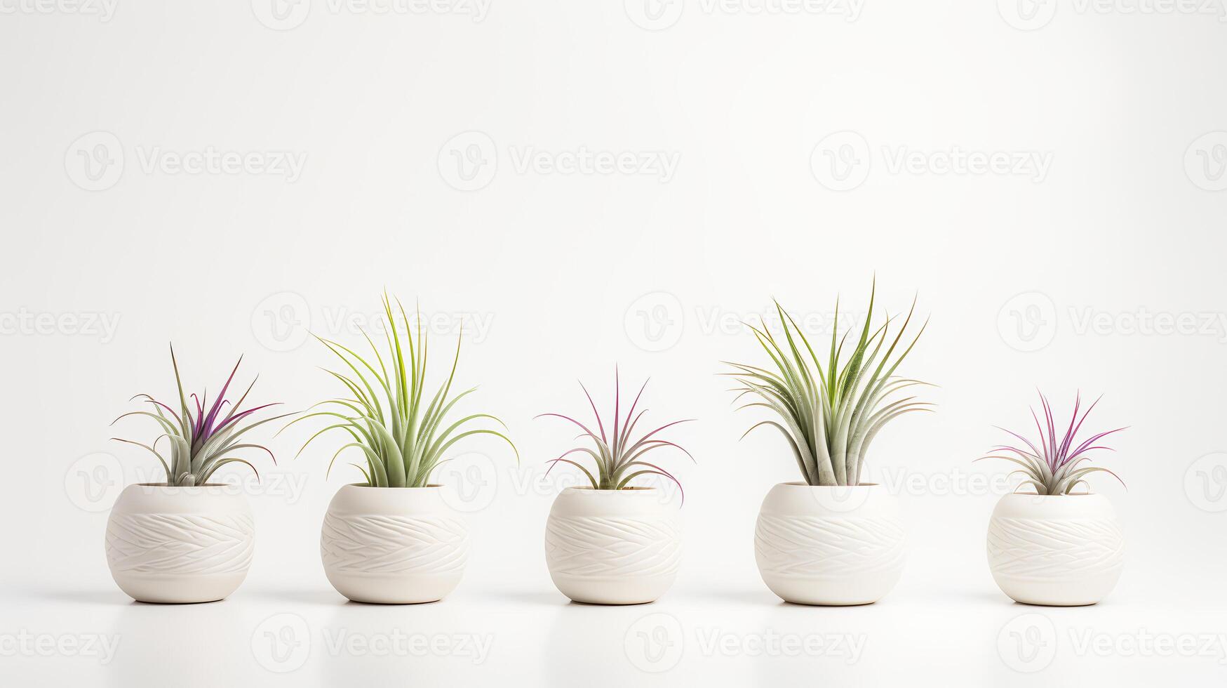 Photo of ornamental plants in minimalist pot as houseplant for home decoration isolated on white background. Generative AI