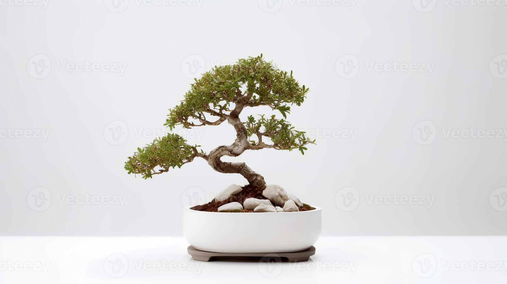 Photo of bonsai in minimalist pot as houseplant for home decoration isolated on white background.