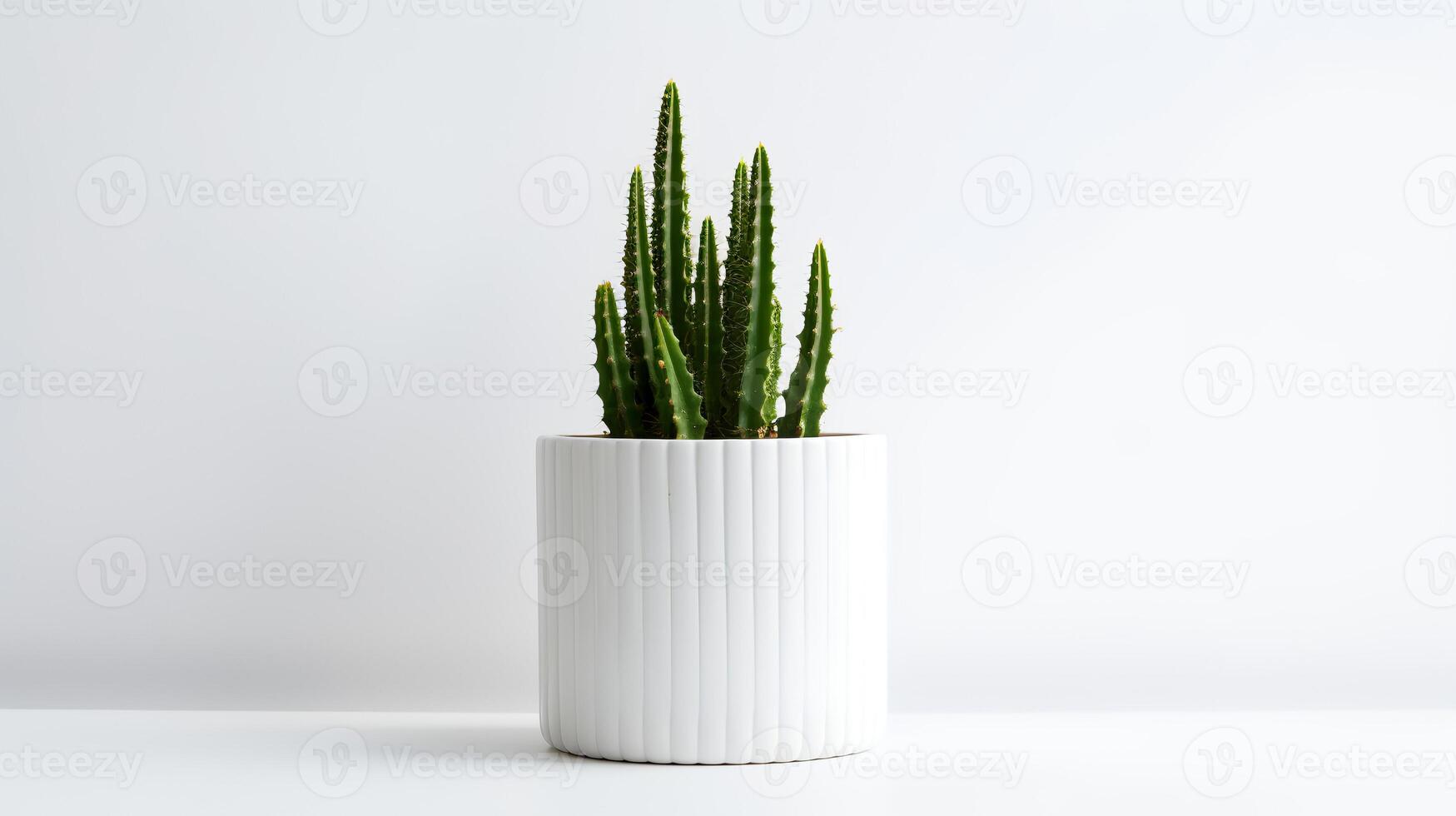 Photo of Organ pipe cactus in minimalist pot as houseplant for home decoration isolated on white background.