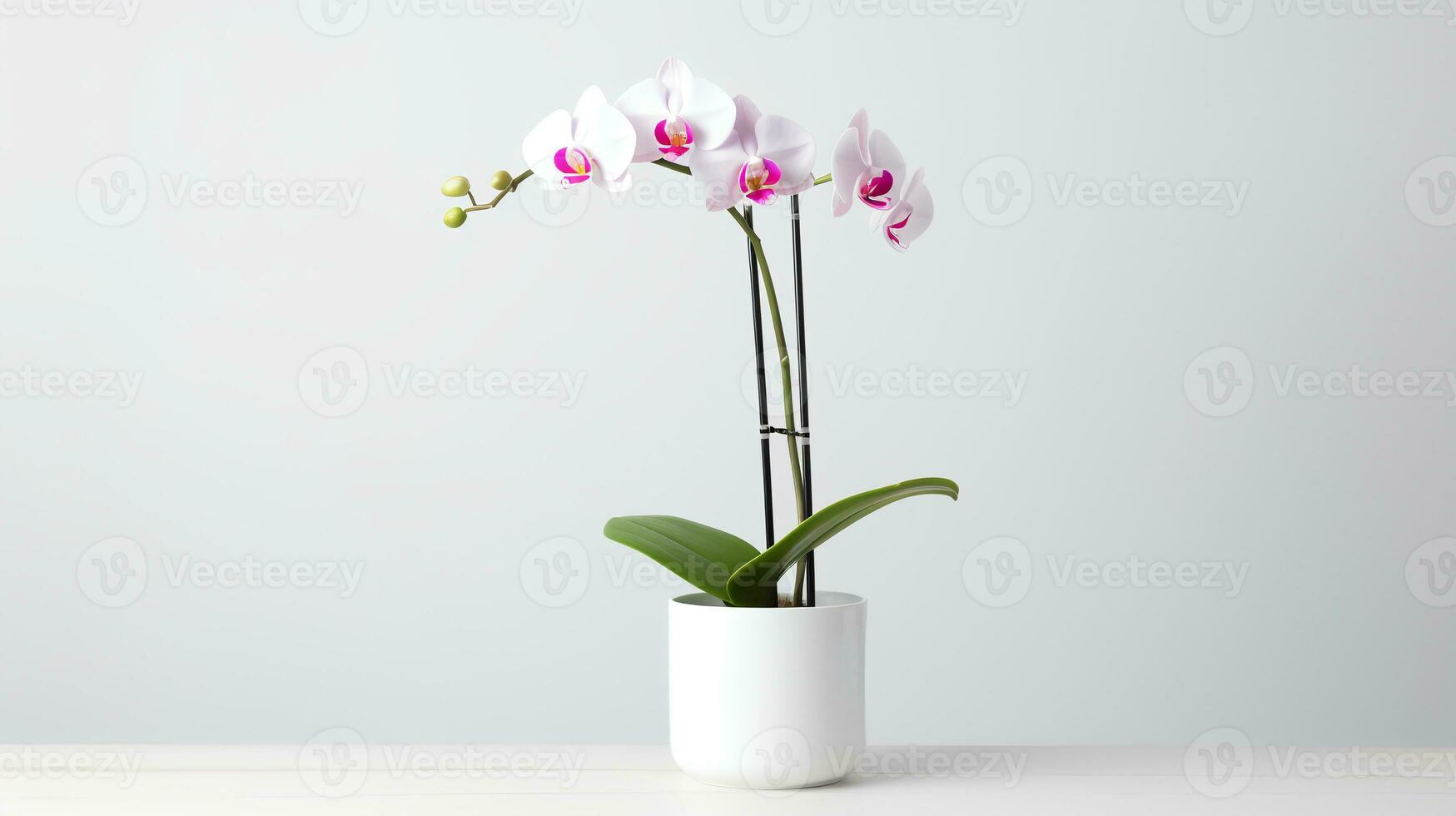 foto de orquídea en minimalista maceta como planta de casa para hogar decoración aislado en blanco antecedentes. generativo ai