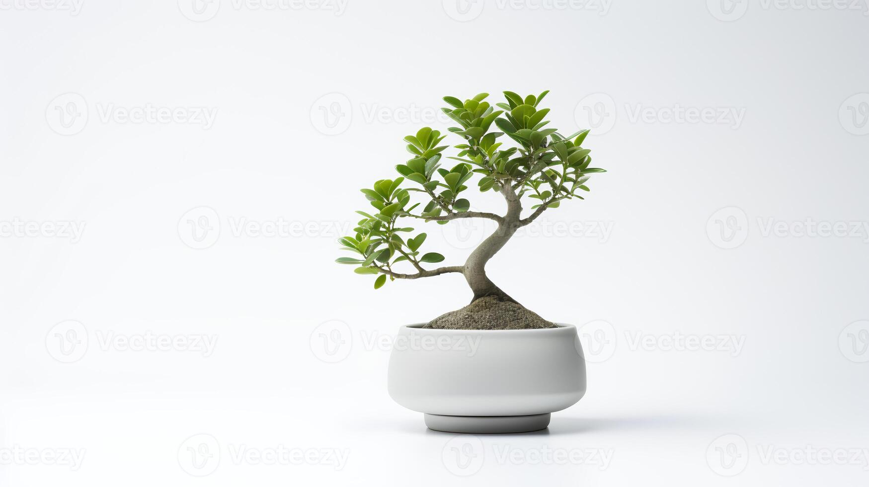 Photo of bonsai in minimalist pot as houseplant for home decoration isolated on white background.