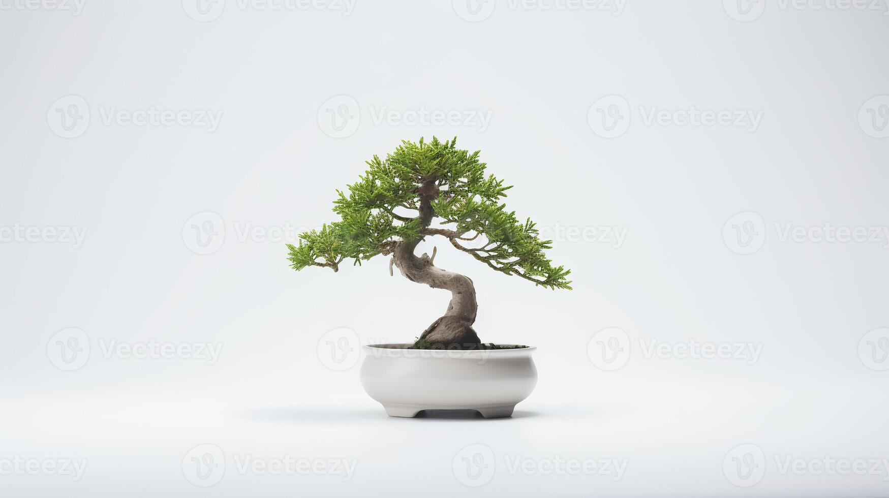 Photo of bonsai in minimalist pot as houseplant for home decoration isolated on white background.