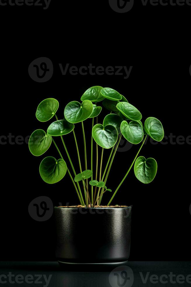 Photo of Pilea peperomioides in minimalist pot as houseplant for home decoration isolated on black background. Generative AI